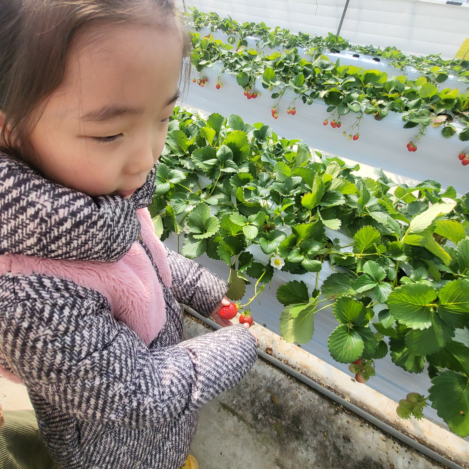 청주 딸기 체험&amp;#44; 딸기 케이크 만들기 (가산딸기 강추!!)