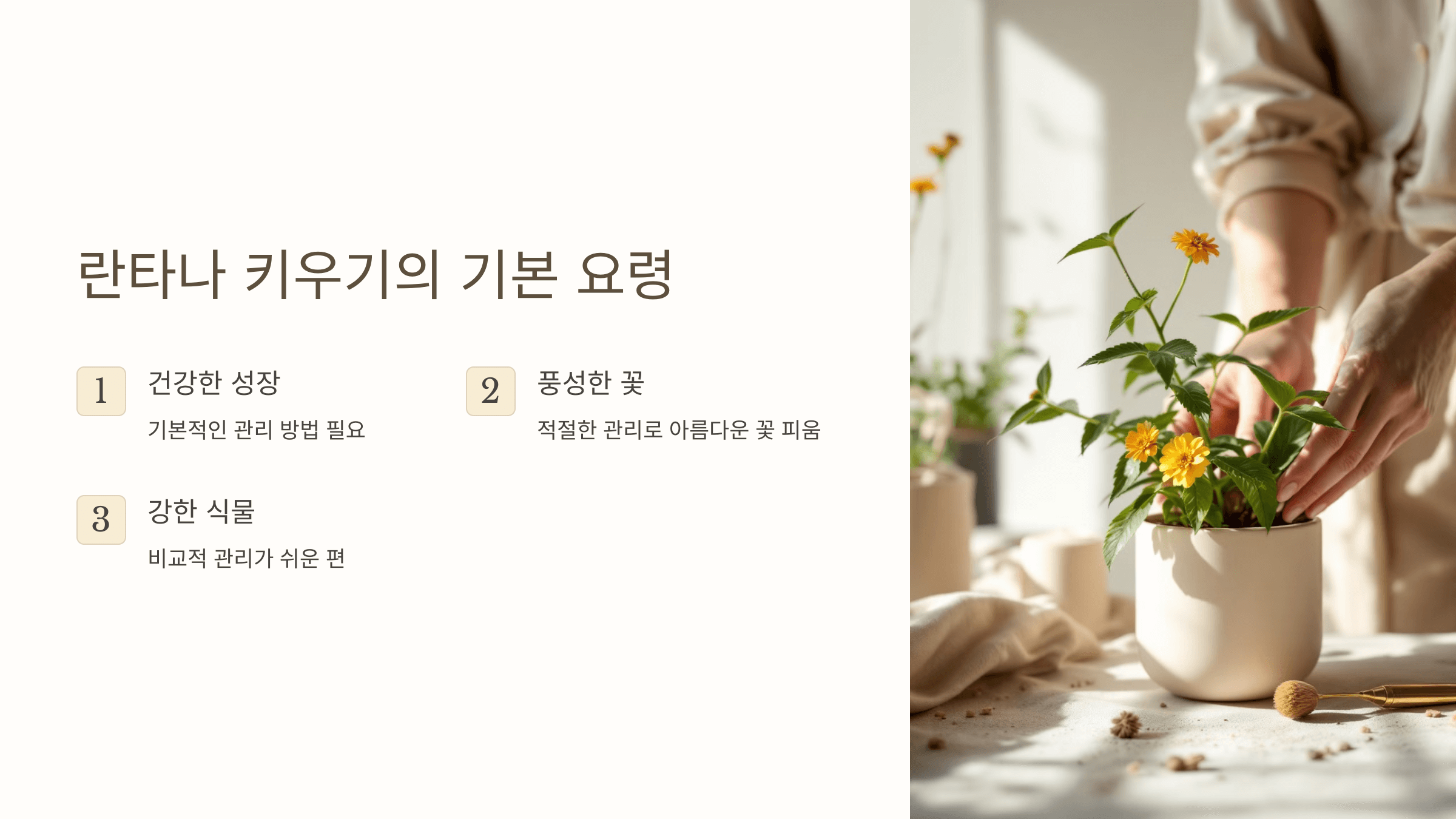 란타나와 관련된 사진입니다.