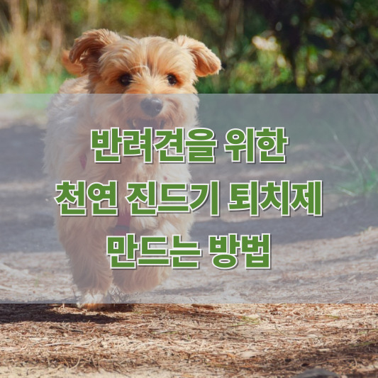 반려견 진드기 걱정될 땐? 우리 강아지를 위한 천연 진드기 퇴치제 만들기