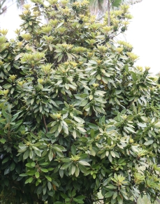 까마귀쪽나무 수형