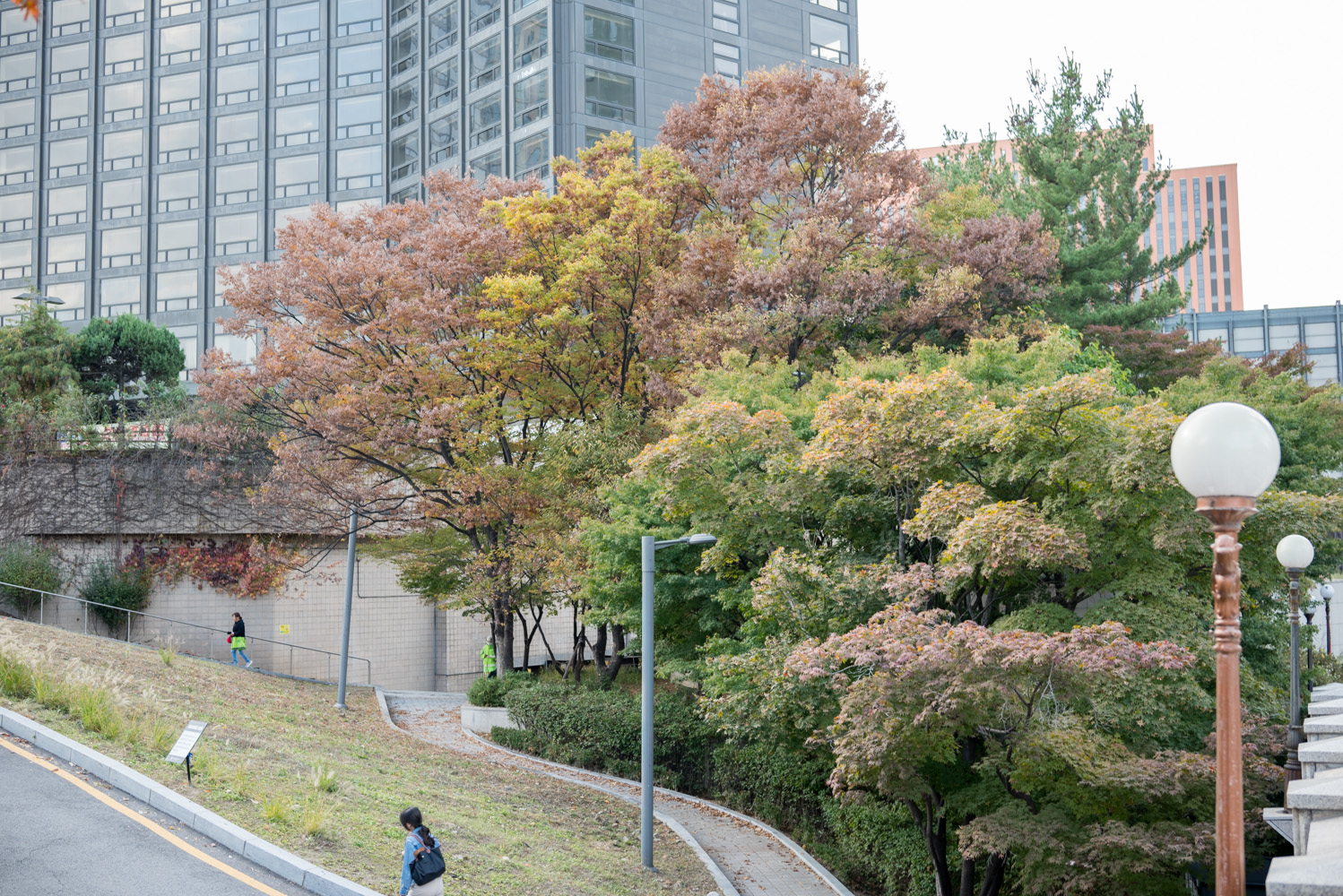남산공원 은행단풍