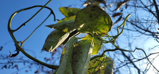 파란 하늘 배경에 단풍나무를 타고 오르는 작두콩 줄기와 잎