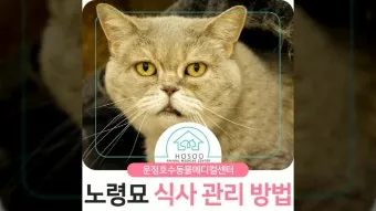  노령묘 질병 습식 사료_6