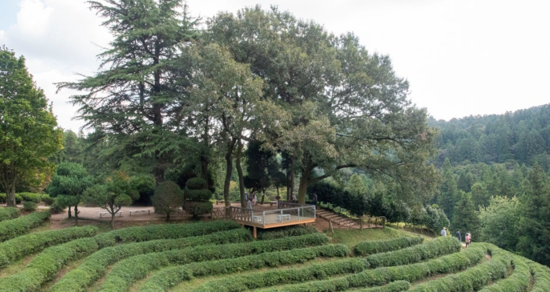 전남 보성 대한다원