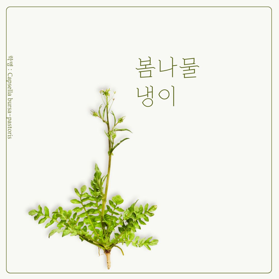 갱년기 붓기와 혈관 건강 관리에 도움을 줄 수 있는 냉이 이미지