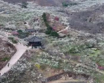광양 매화축제_14