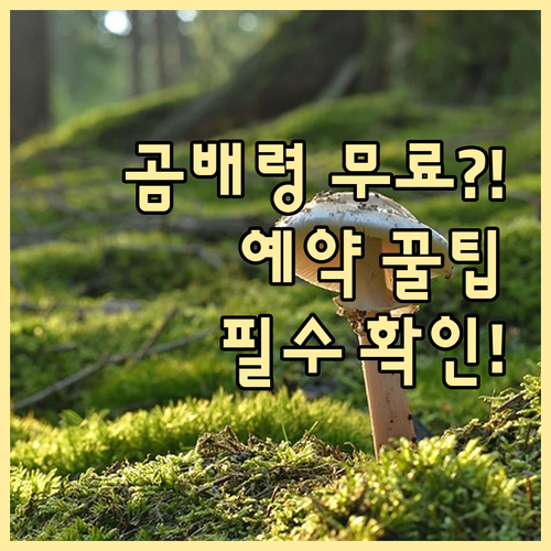 점봉산 곰배령 입장료 무료 혜택과 민..