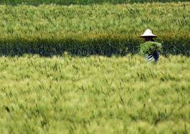 허수아비 청보리 축제 기본일정과 특징 소개