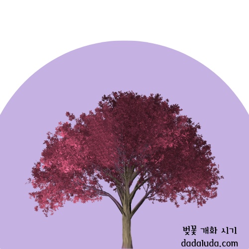 벚꽃 개화 시기 2025 인천 벚꽃 구경 볼만한 곳