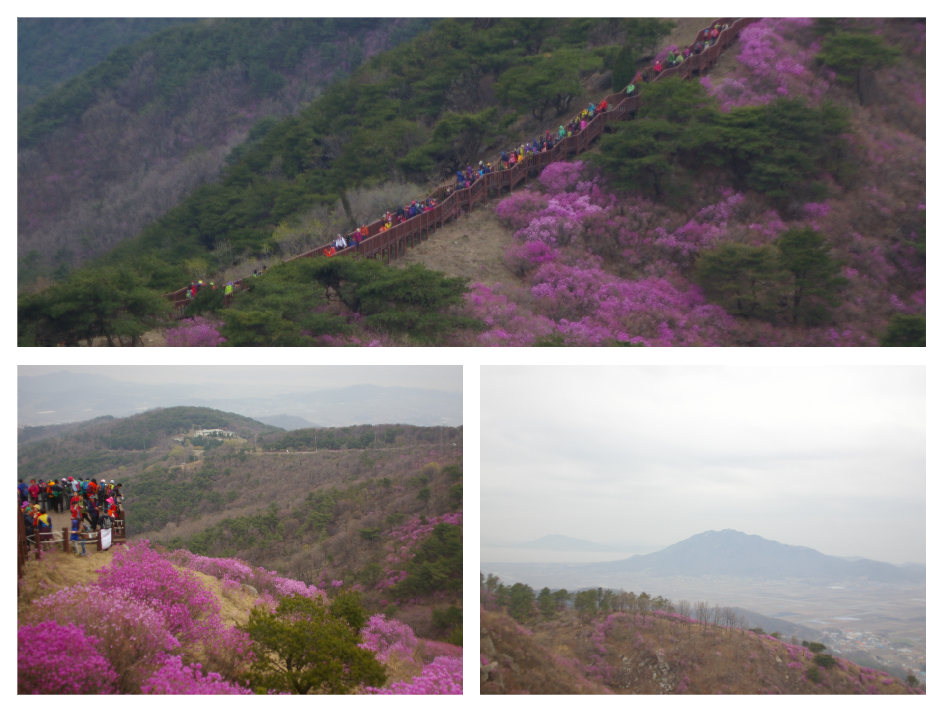 봄 고려산