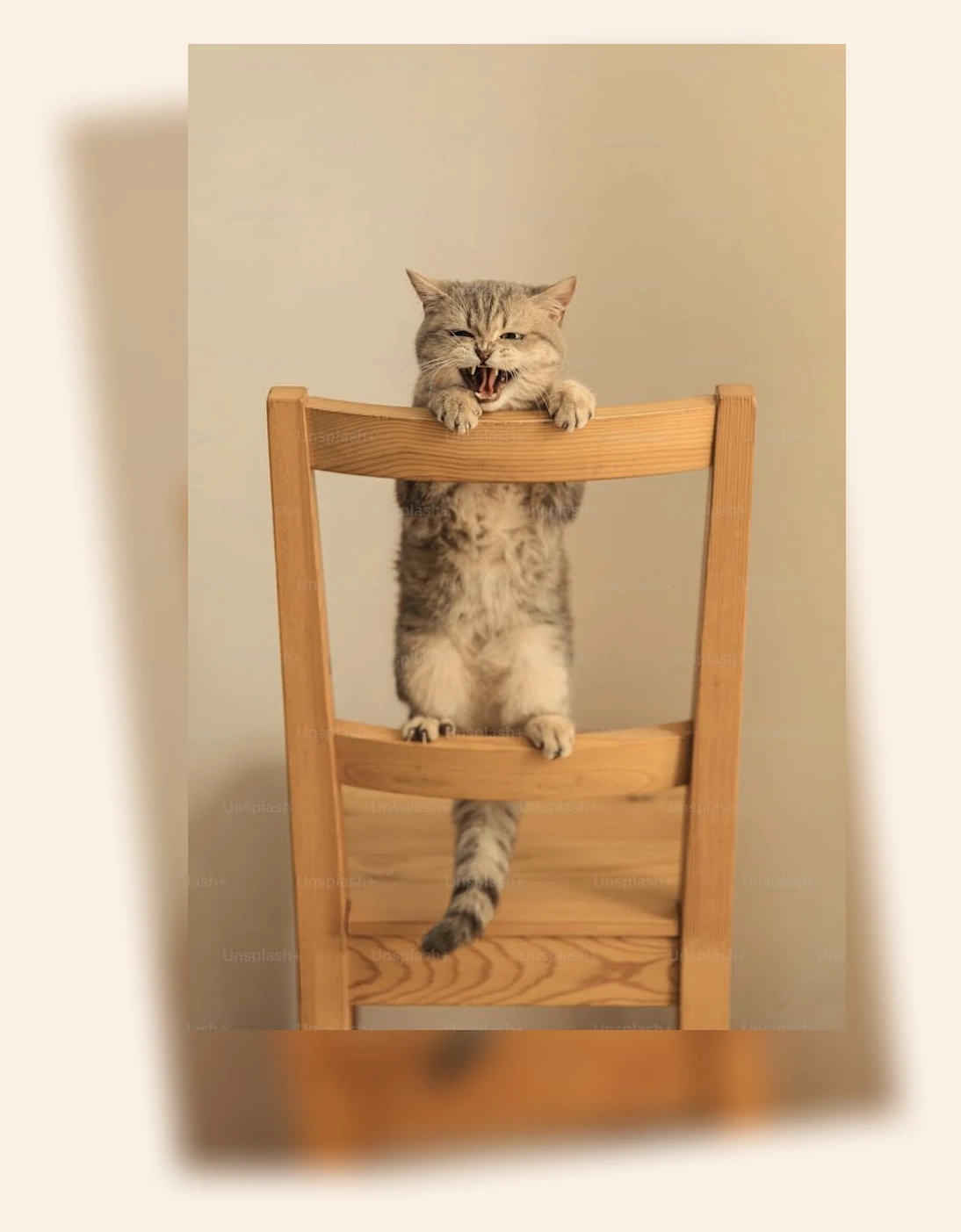 고양이 체중 관리_1_subsection