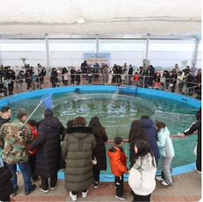 평창 송어 축제