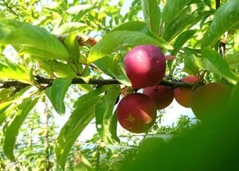 자두 재배 결과지 관리 칼슘 시비 낙과 예방_4