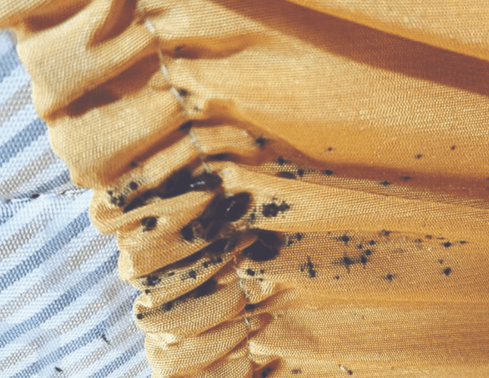 충북 충주 빈대 발견 퇴치법 질병관리청