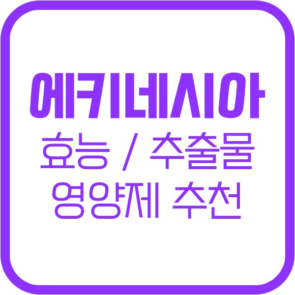 에키네시아 효능 추출물 영양제