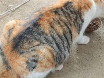 고양이 임신 기간 주기 가능나이 배모양_10