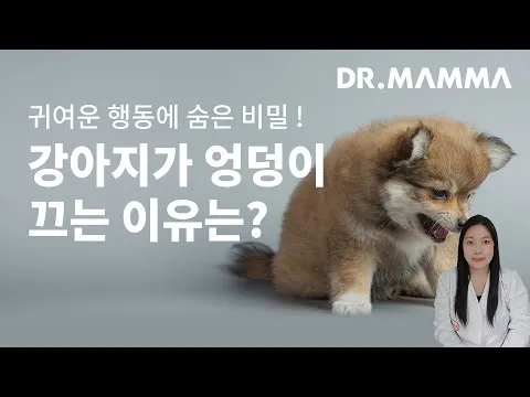 강아지 엉덩이 들이미는 이유 애정표현인지_2