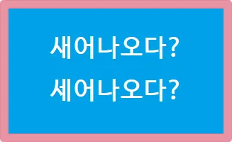새어나오다 세어나오다 맞춤법 뜻 유래_1