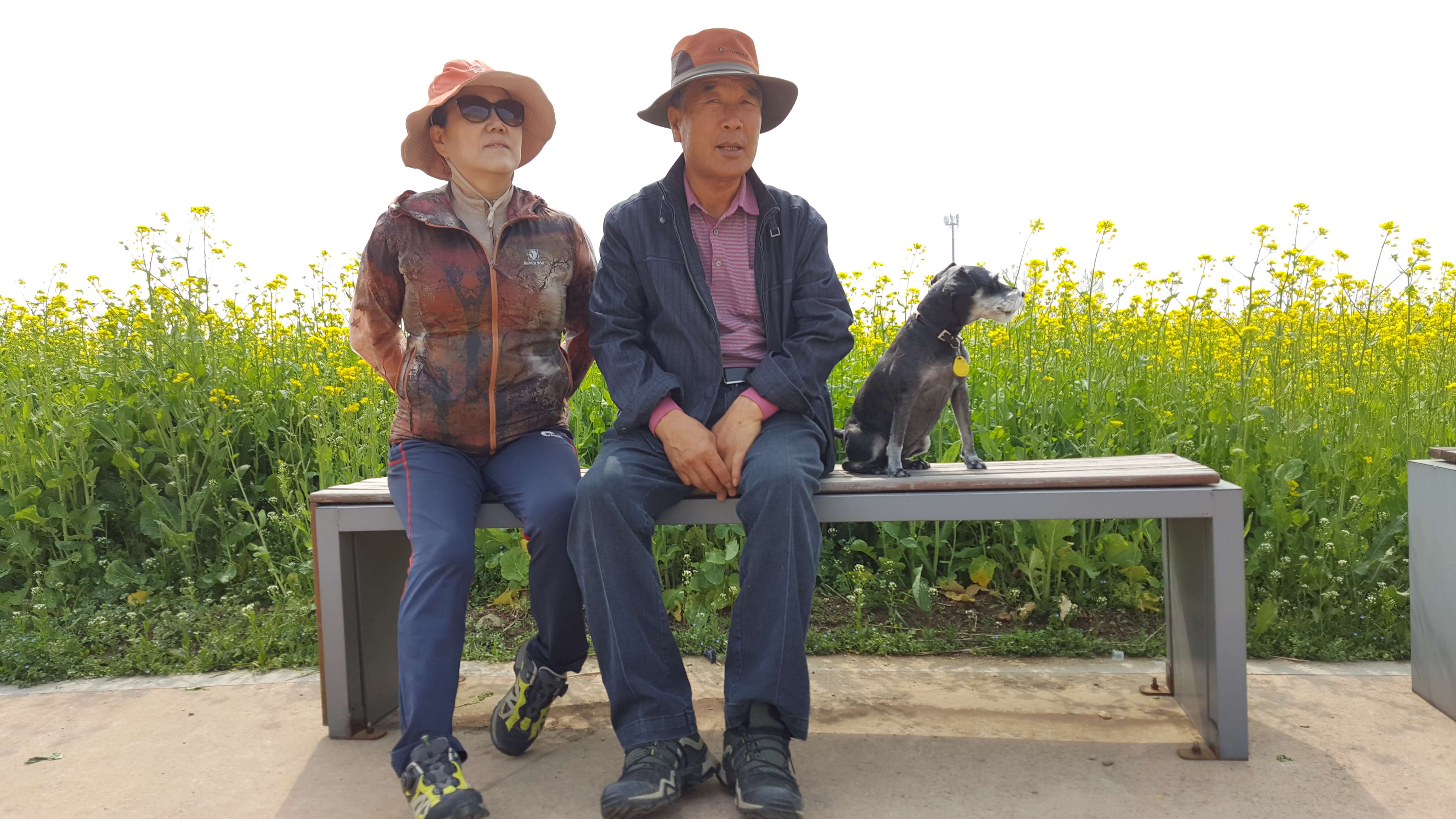 유채꽃밭에서 반려견과 함께