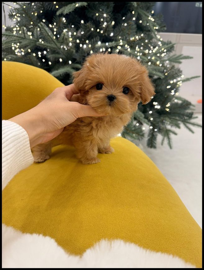 강아지 행동에 미치는 영향