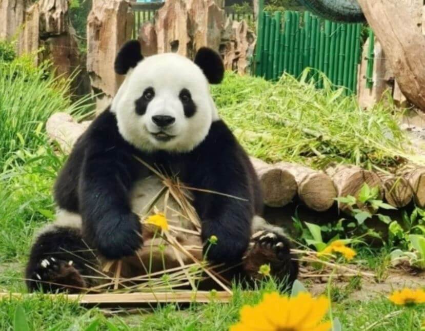 푸바오