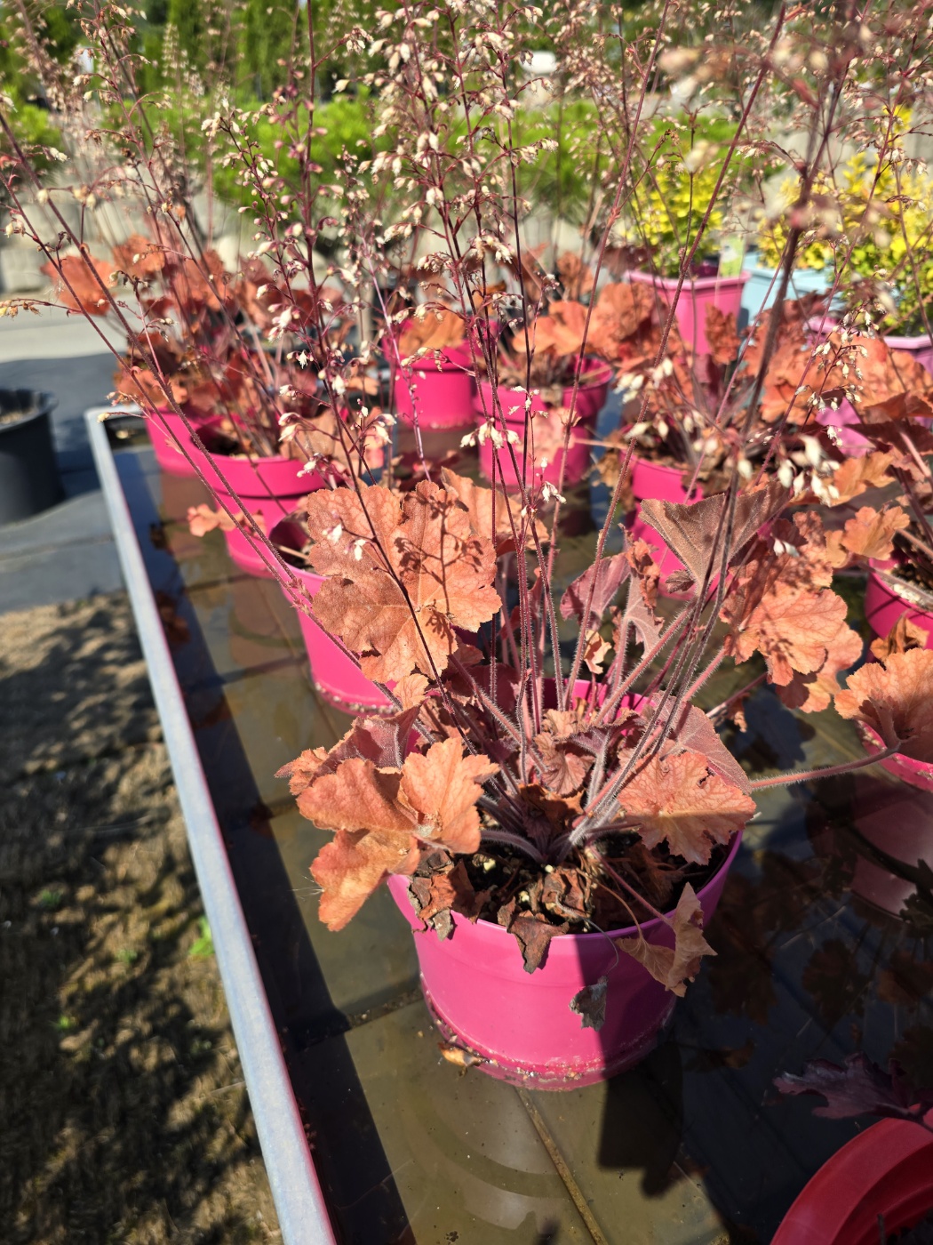 잎색깔이 너무예쁜 특이한 식물들이 많아요.