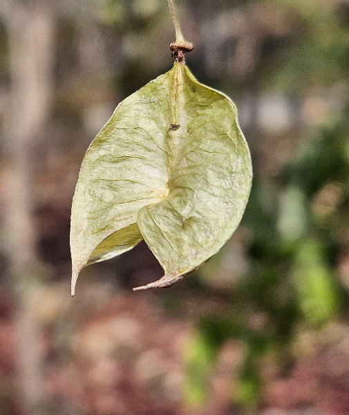 고추나무 열매2