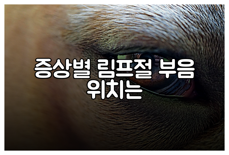 증상별 림프절 부음 위치는