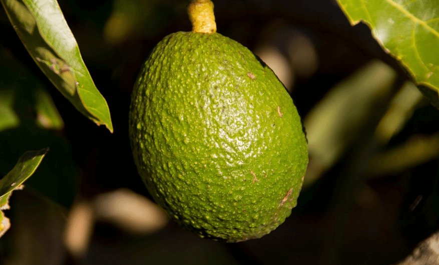 비타민E가 많은 음식 아보카도 열매가 나무에 달려 있다