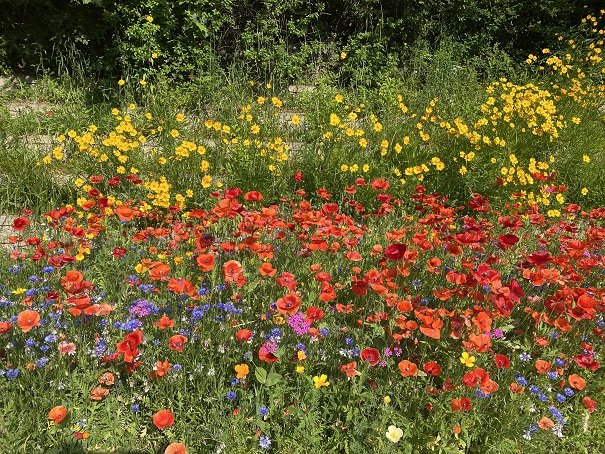 양귀비와 금계국이미지