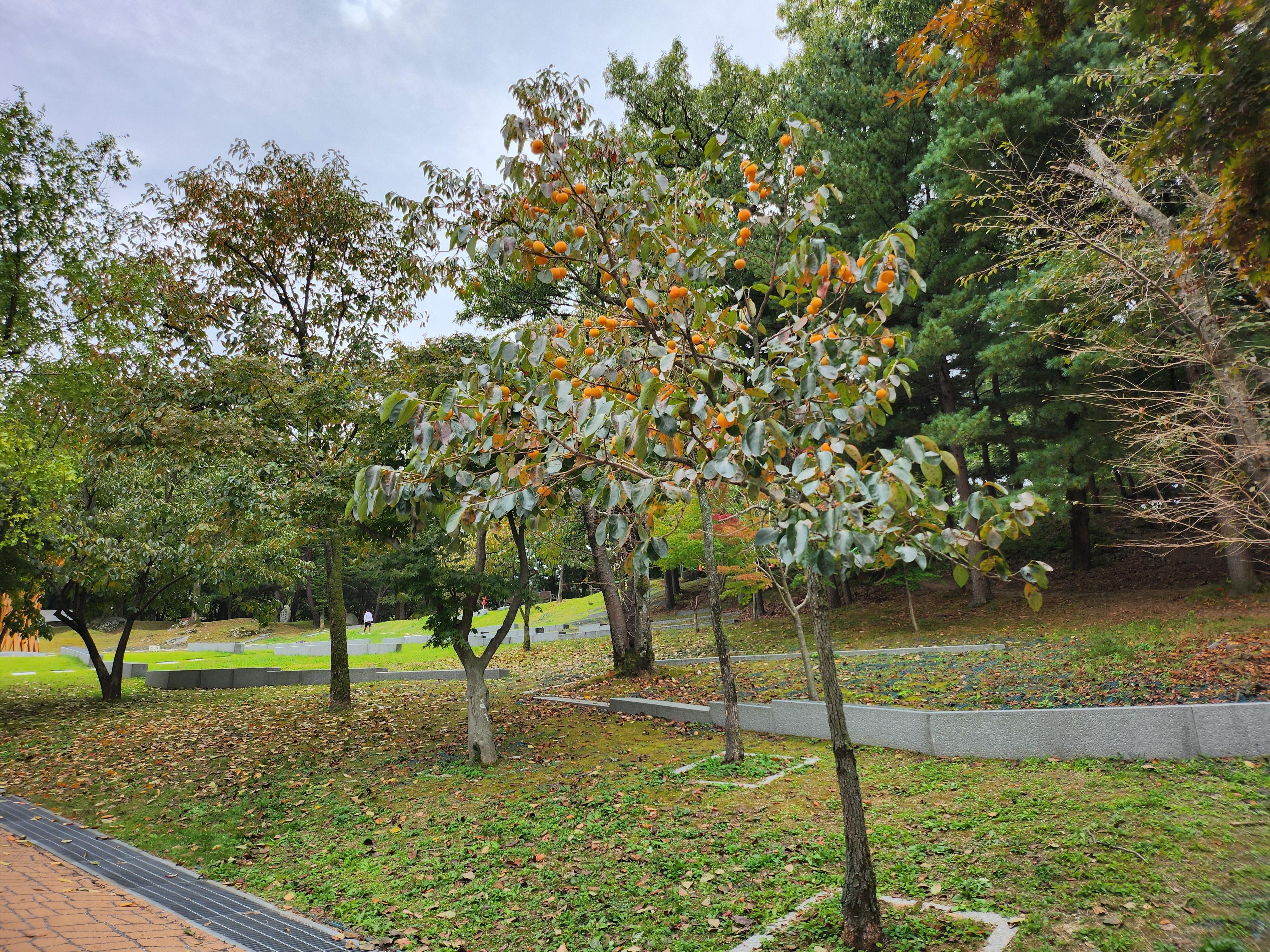 강화마니산등산로