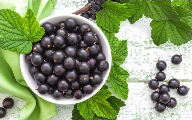 블랙커런트 효능&amp;#44; 혈관 건강까지 한번에