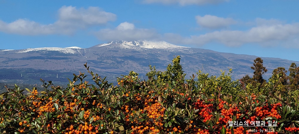 제주 노블피아호텔 주변 서귀포 가볼만한곳 BEST 10 