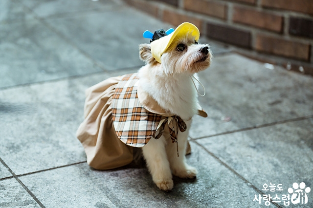 오늘도 사랑스럽개 정리