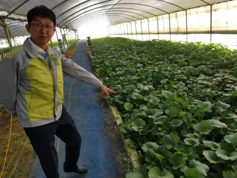 냉이 재배 가을 파종 월동 보온 봄 수확_7