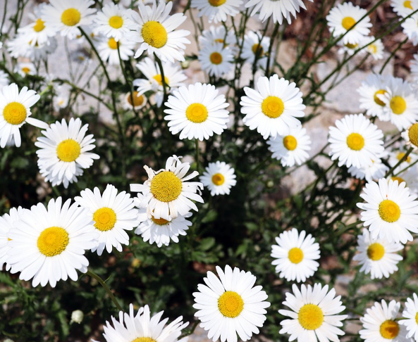 꽃 검색, 꽃 이름 찾는 방법