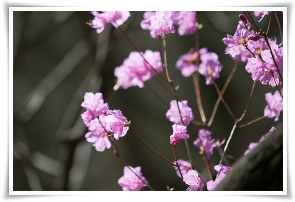 "진달래꽃" 나보기가 역겨워 가실 때에는 ... 봄을 알리는 분홍빛 향연!
