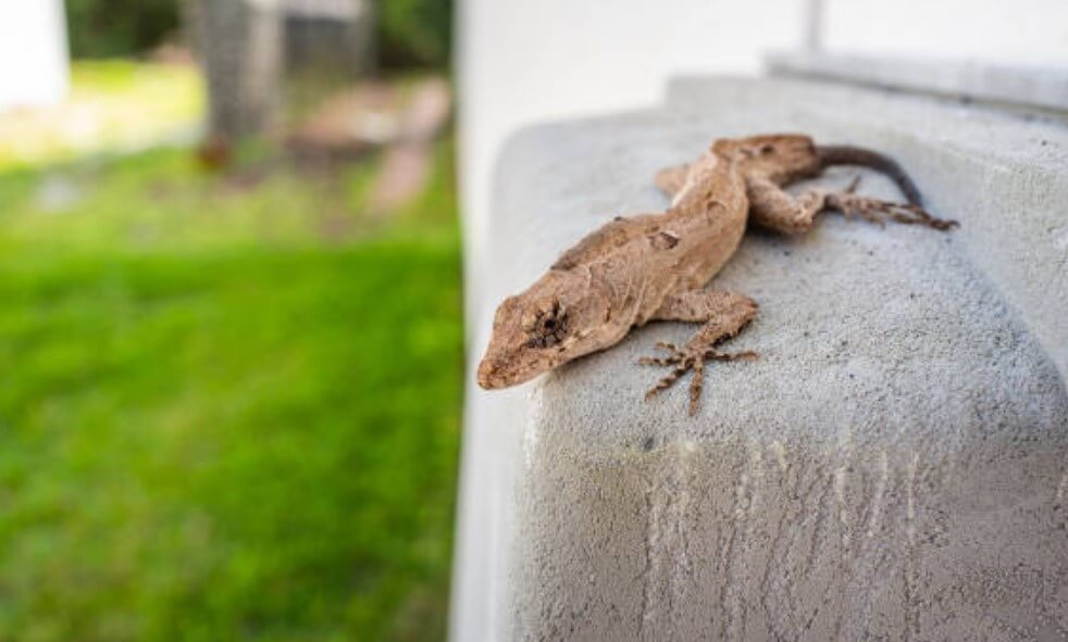 도마뱀 나오는 꿈