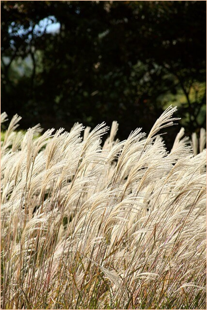 황매산-억새축제