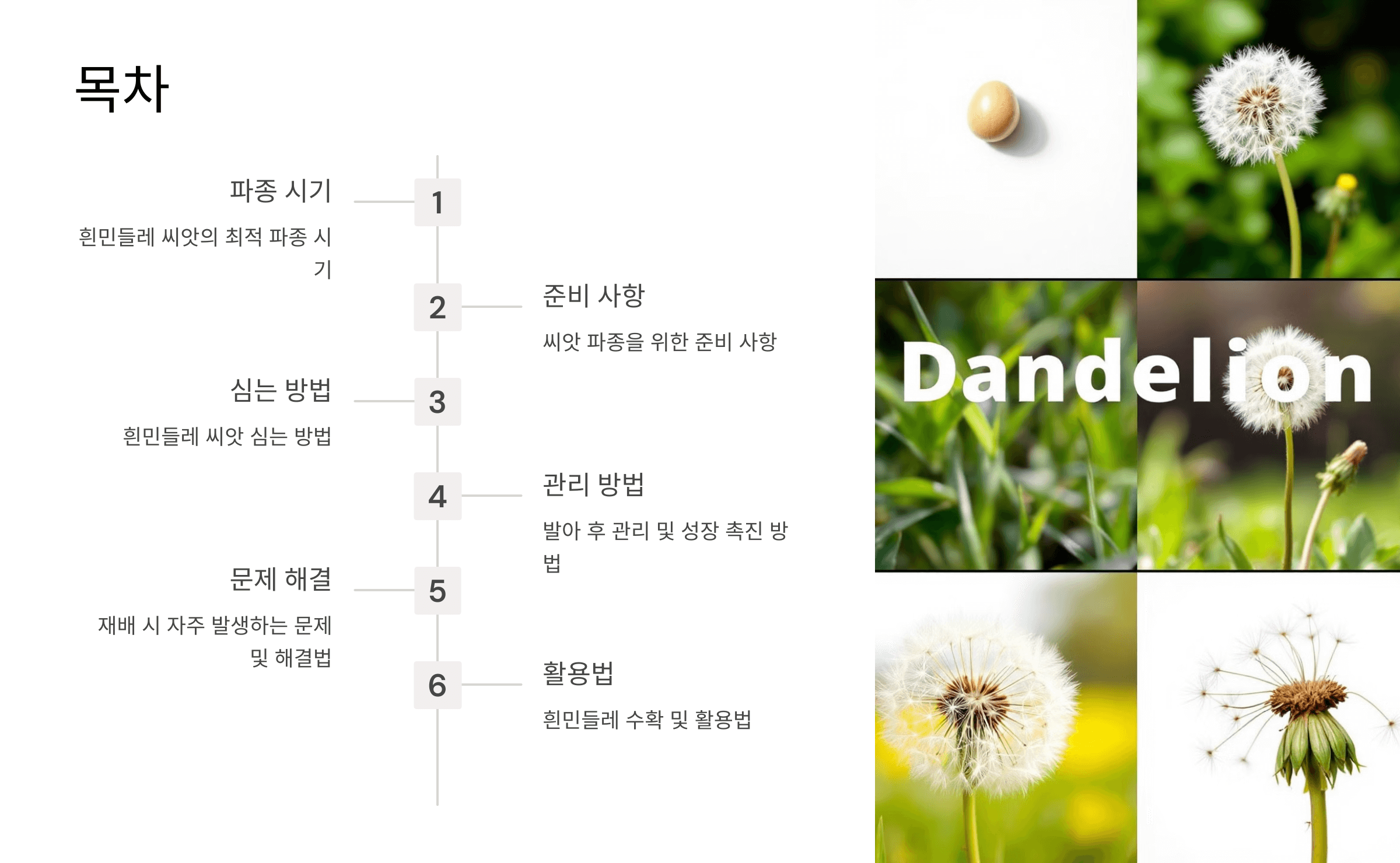 흰민들레 사진입니다.