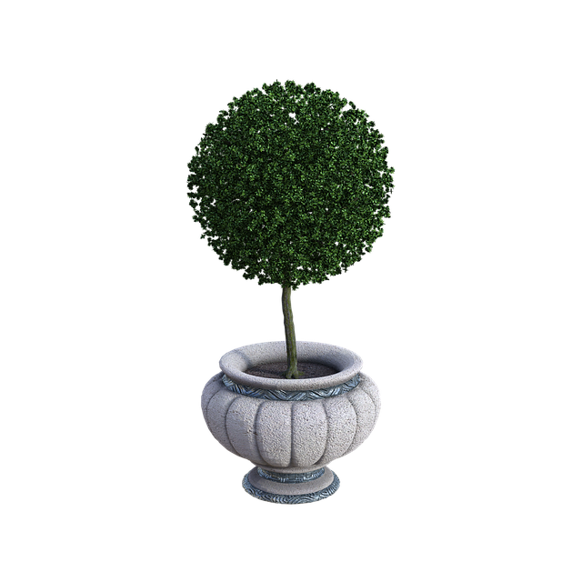 로즈마리 키우는 법 향기로운 허브를 집에서 기르자