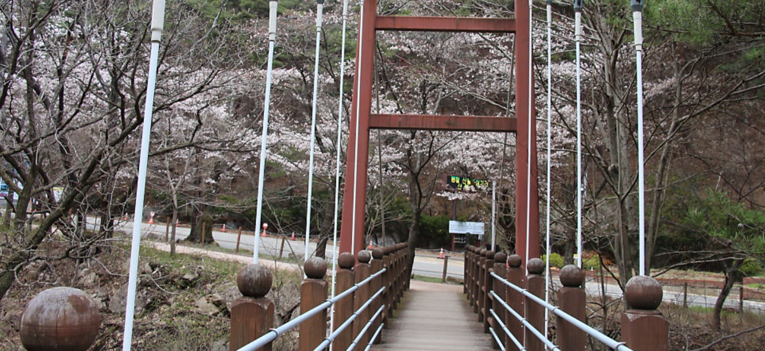 [경남 합천 여행]벚꽃 따라 걷다 보면, 해인사에 도착합니다.