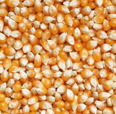 옥수수 효능과 부작용 영양성분 고르는법 칼로리