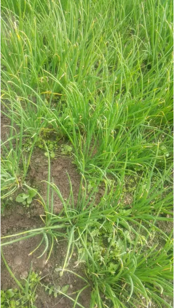 텃밭 부추 쪽파 재배 다년생 관리 수확주기 웃거름 월동_22