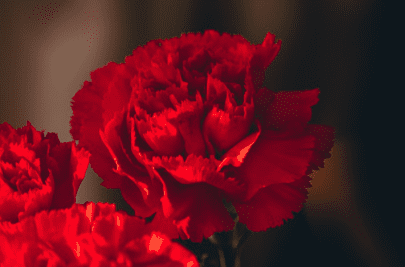 스승의 날 선물