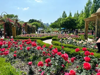 나는 빛나는 별처럼 느꼈습니다 한밭수목원 클레마티스 전시회 관람기_16