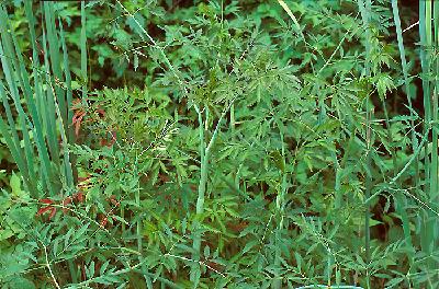 미나리와 헷갈리는 독미나리의 모습