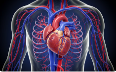 대마종자유 효능