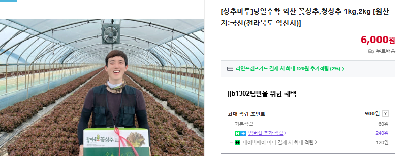 상추 파종시기 및 6가지 효능 (+ 겉절이 만들기 종류 모종)