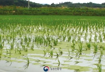 농사 물 관리 비가림 설치 배수로 정비 가뭄 대비 빗물 저장_5